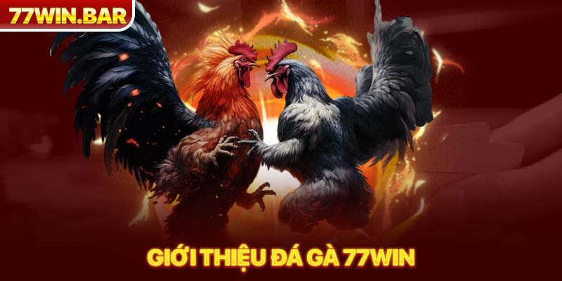 Giới thiệu đá gà 77win 