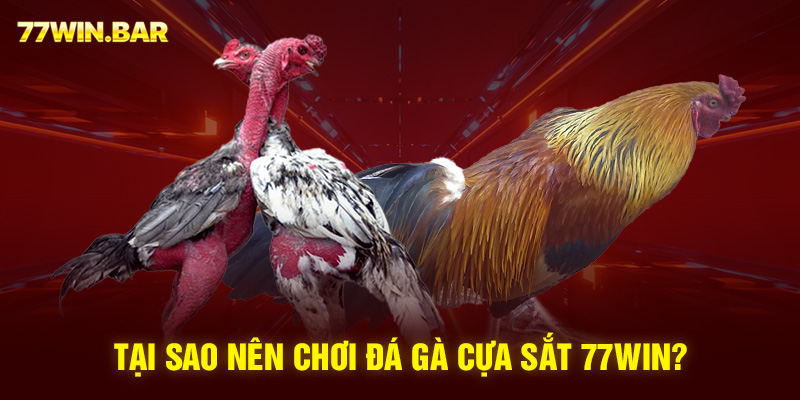 Tại sao nên chơi đá gà cựa sắt 77win?