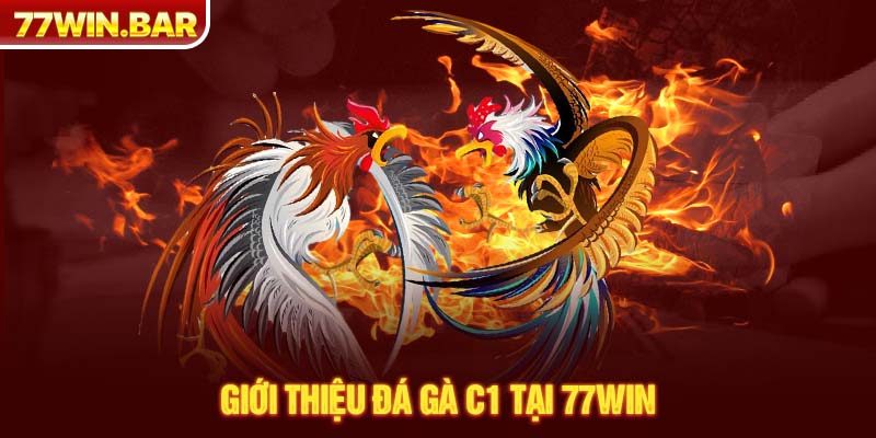 Giới thiệu đá gà C1 tại 77win