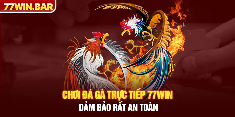 Chơi đá gà trực tiếp 77win đảm bảo rất an toàn