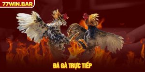 Đá gà trực tiếp