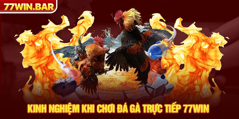 Kinh nghiệm khi chơi đá gà trực tiếp 77win 