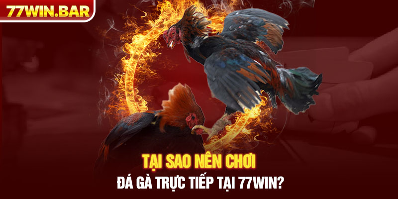 Tại sao nên chơi đá gà trực tiếp tại 77win?