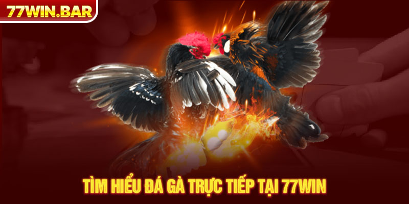 Tìm hiểu đá gà trực tiếp tại 77win